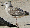 1cy argenteus in November, ringed in Belgium. (25637 bytes)